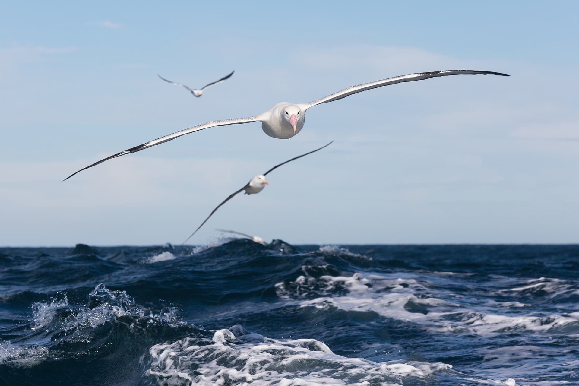 Monarch Wildlife Cruise and Peninsula Encounter Tour - image 5